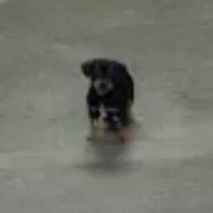 Meet your Posher, Rob